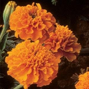 Бархатцы отклоненные (Tagetes patula) Бархатцы отклоненные (Tagetes patula)