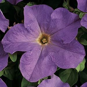 Петуния крупноцветковая (Petunia grandiflora)