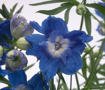 Дельфиниум крупноцветковый (Delphinium grandiflorum)