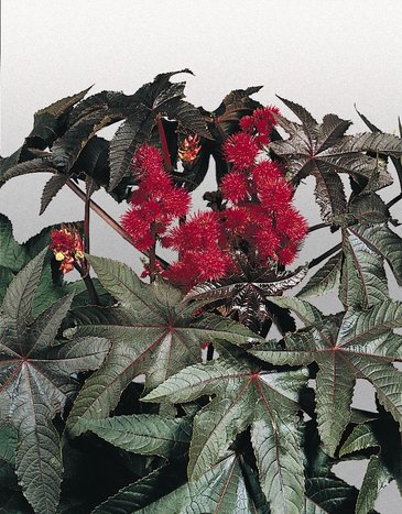 Клещевина обыкновенная (Ricinus communis)