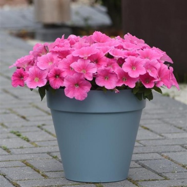 Петуния ампельная гибридная (Petunia х hybrida)