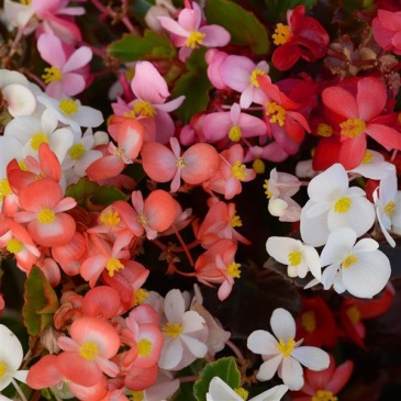 Бегония гибридная (зеленая и бронзовая листва) (Begonia hybrida)