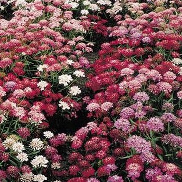 Иберис зонтичный (Iberis umbellata)