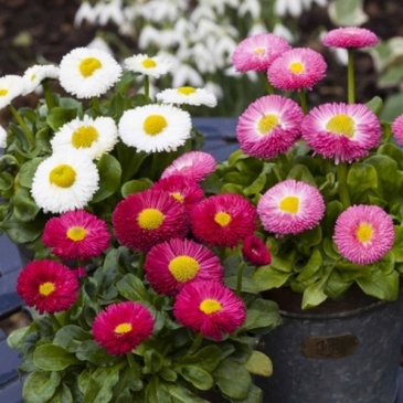 Маргаритка многолетняя (Bellis perennis)