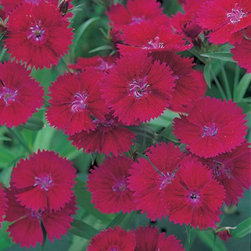 Гвоздика китайская х турецкая (Dianthus chinensis x barbatus)