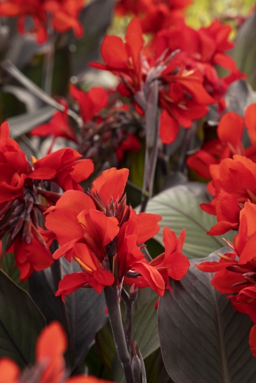 Канна садовая (Canna generalis)