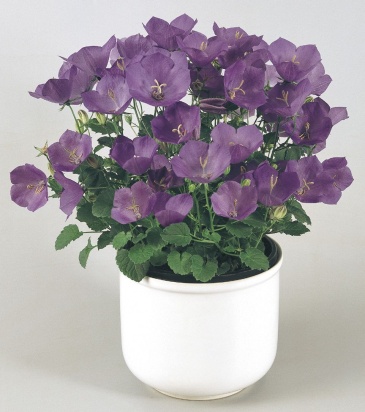 Колокольчик карпатский (Campanula carpatica)