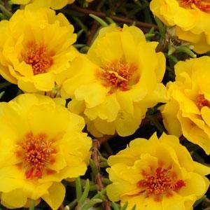Портулак крупноцветковый (Portulaca grandiflora)