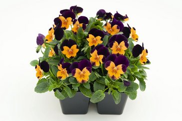 Виола рогатая (Viola cornuta)