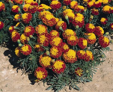 Бархатцы отклоненные (Tagetes patula)