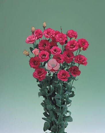 Лизиантус (Эустома) крупноцветковый (Lisianthus grandiflorum)