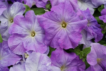 Петуния крупноцветковая (генетически компактная) (Petunia grandiflora)