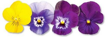 Виола рогатая (Viola cornuta)