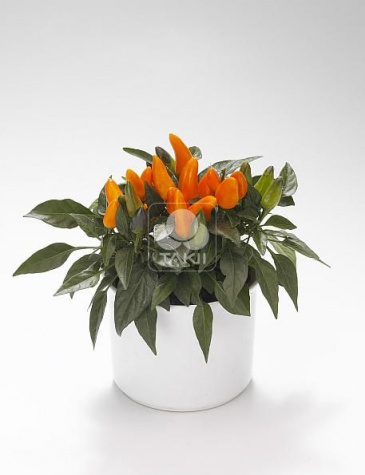 Перец летний (Capsicum annuum)