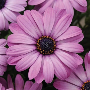 Остеоспермум Эклона (Osteospermum ecklonis)