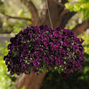 Виола виттрока ампельная (Viola wittrockiana)