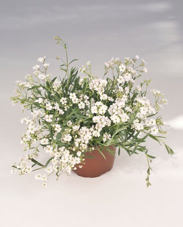 Гипсофила ползучая (Gypsophila repens)