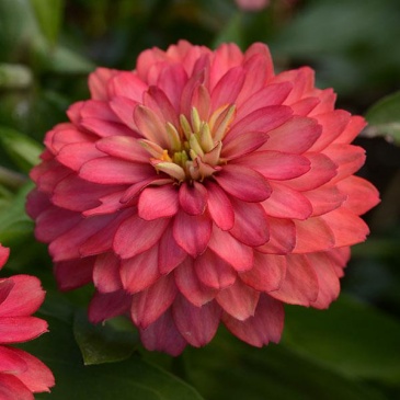 Цинния мариландская (Zinnia marylandica)