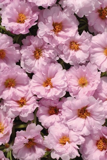 Портулак крупноцветковый (Portulaca grandiflora)