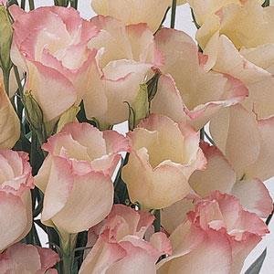 Лизиантус (Эустома) крупноцветковый (Lisianthus grandiflorum)