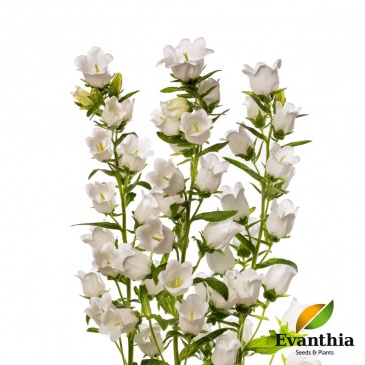 Колокольчик средний (Campanula medium)