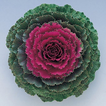 Декоративная капуста (Brassica oleracea)