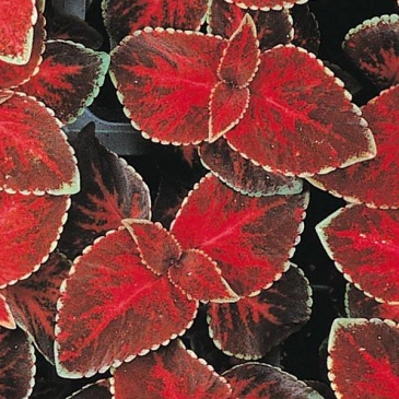 Колеус гибридный (Coleus х hybrida)