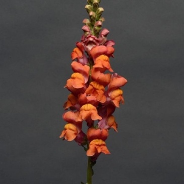 Львиный зев (Антирринум) большой (Antirrhinum majus)