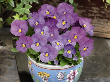 Виола рогатая (Viola cornuta)