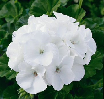 Герань (пеларгония садовая) (Pelargonium x hortorum)