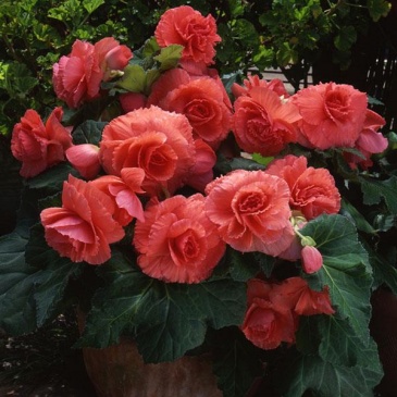 Бегония клубневая махровая (Begonia tuberhybrida)