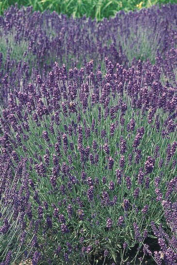 Лаванда узколистная (Lavandula angustifolia)