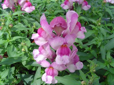 Львиный зев (Антирринум) большой (Antirrhinum majus)