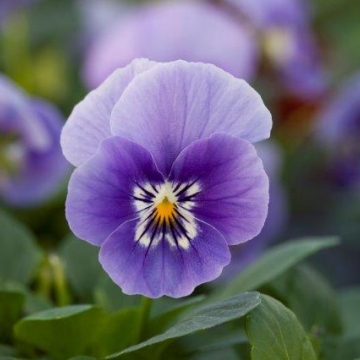 Виола рогатая (Viola cornuta)