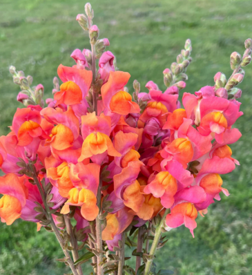 Львиный зев (Антирринум) большой (Antirrhinum majus)