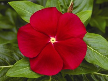 Катарантус розовый (Vinca rosea)
