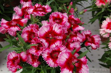 Гвоздика китайская (Dianthus chinensis)