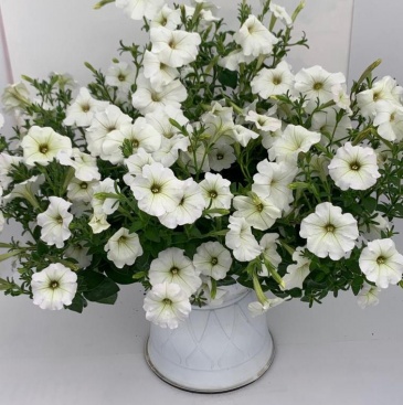 Петуния ампельная многоцветковая (Petunia multiflora)