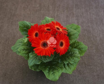 Гербера Джемсона (Gerbera jamesonii)