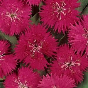 Гвоздика китайская х турецкая (Dianthus chinensis  x barbatus)