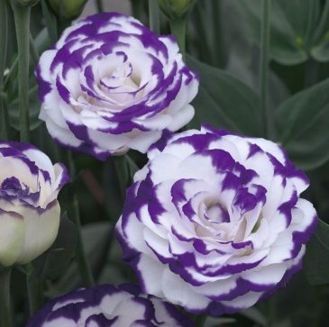 Лизиантус (Эустома) крупноцветковый (Lisianthus grandiflorum)