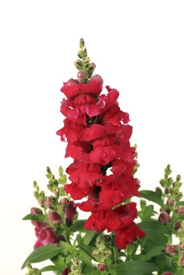 Львиный зев (Антирринум) большой (Antirrhinum majus)