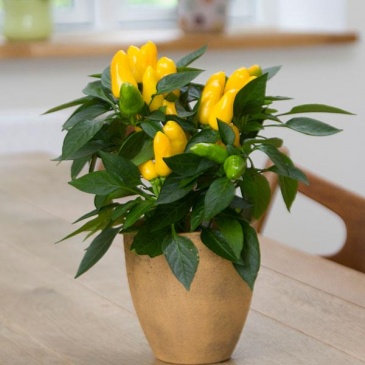 Перец летний (Capsicum annuum)