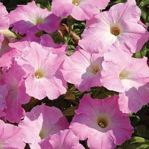 Петуния ампельная гибридная (Petunia х hybrida)