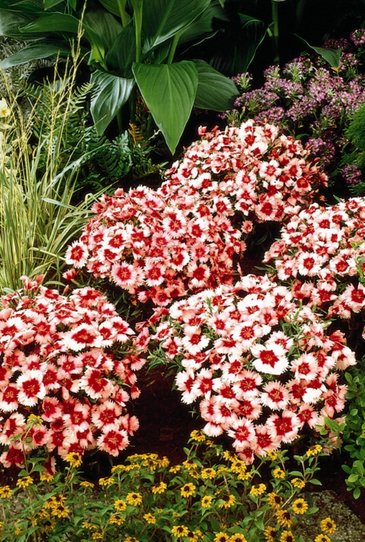 Гвоздика китайская (Dianthus chinensis)