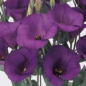 Лизиантус (Эустома) крупноцветковый (Lisianthus grandiflorum)