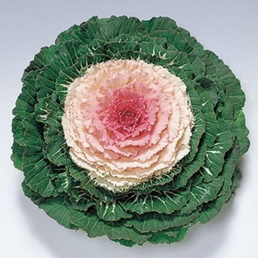 Декоративная капуста (Brassica oleracea)