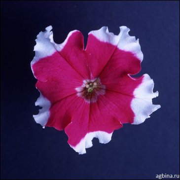 Петуния крупноцветковая (Petunia grandiflora)