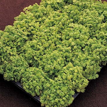 Пиретрум девичий (Tanacetum parthenium)