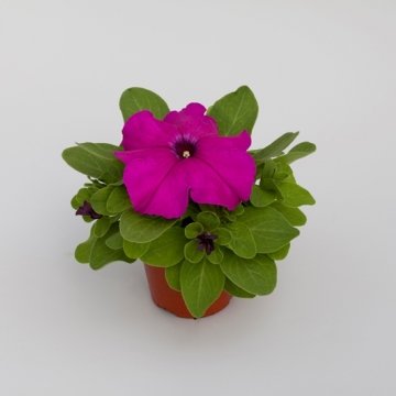 Петуния крупноцветковая (генетически компактная) (Petunia grandiflora)